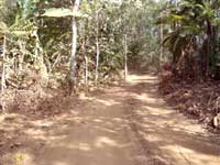 carved dirt road for illegal logging
