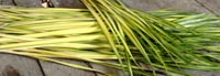 Raw chunga palm